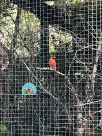 Vogelpark_Walsrode_04