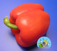 Paprika Rot