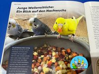 WP-Magazin 02.2022 Junge Wellensittiche und deren Aufzucht 02